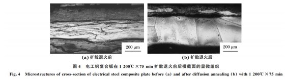 圖4 電工鋼復合板在1200℃×75min擴散退火前后橫截面的顯微組織 圖4 電工鋼復合板在1200℃×75min擴散退火前后橫截面的顯微組織