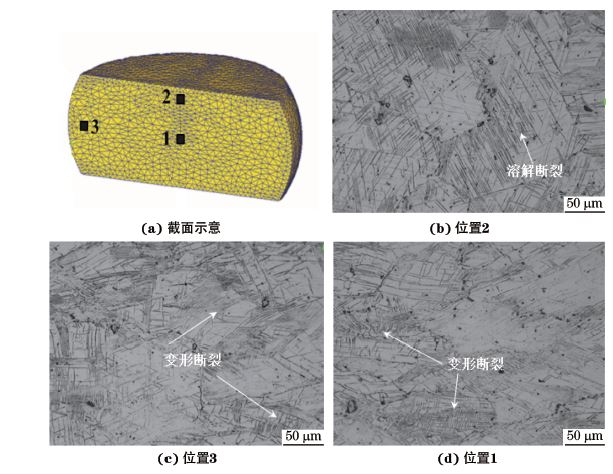 圖3 在980 ℃、應變速率為0.010s-1下壓縮至應變量為30%后GH4169合金不同區域的顯微組織 圖3 在980 ℃、應變速率為0.010s-1下壓縮至應變量為30%后GH4169合金不同區域的顯微組織