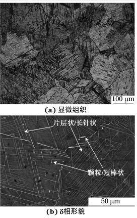 圖1 經 DP處理后 GH4169合金的顯微組織和δ相形貌 圖1 經 DP處理后 GH4169合金的顯微組織和δ相形貌