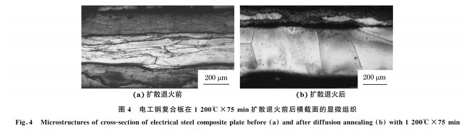 圖4 電工鋼復合板在1200℃×75min擴散退火前后橫截面的顯微組織 圖4 電工鋼復合板在1200℃×75min擴散退火前后橫截面的顯微組織